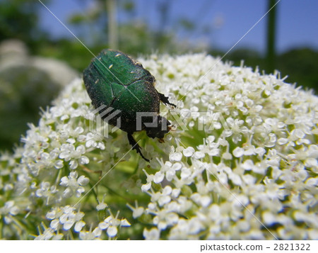 核心hanamuguri 2821322