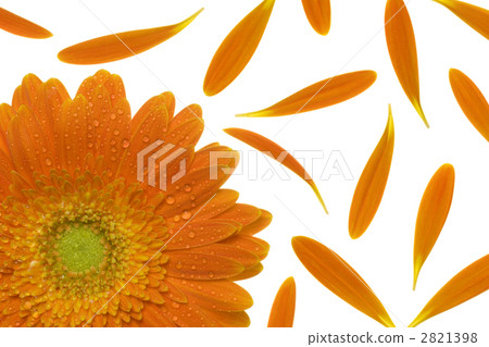雛菊 雛菊 2821398