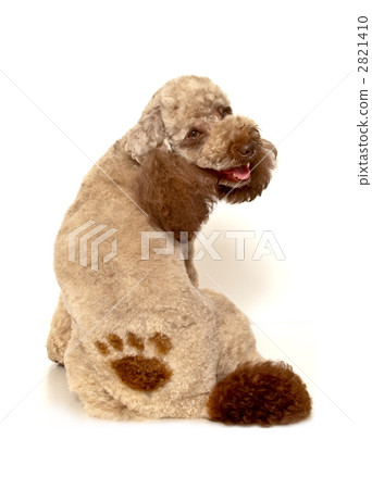 笑獅子狗 笑獅子狗 2821410