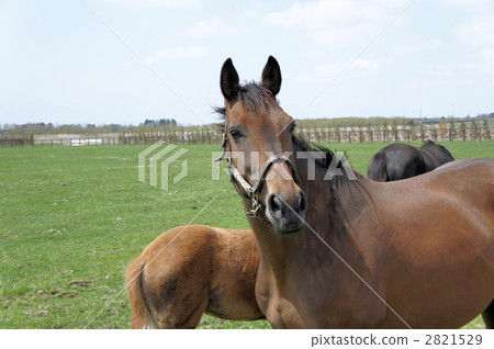 勇敢的馬 2821529