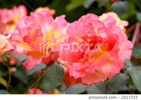 floribunda, subuniru de anne frank, rose 2821555