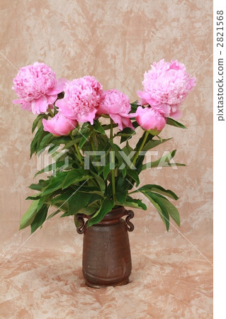 chinese peony, peony, paeonia lactiflora 2821568