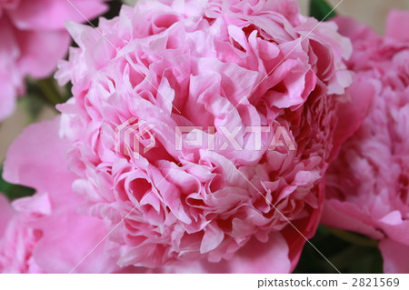 chinese peony, peony, paeonia lactiflora 2821569