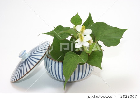 魚腥草 魚腥草 2822007