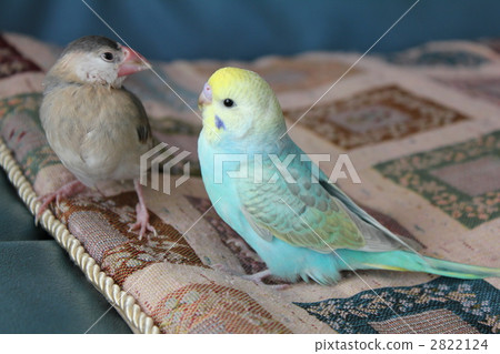 Hey, let's play♪ 2822124