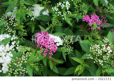 Kishimetsuke紅色和白色花 Kishimetsuke紅色和白色花 2822151