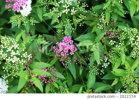 Red and white flowers of Kishimetsuke 2822154