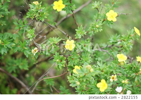 Flowers and leaves of Kingfly 2822155