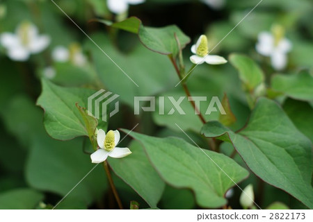 Tokodo in the period of flowers 2822173