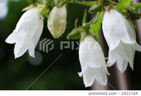 Hotarubukuro盛開 Hotarubukuro盛開 2822184