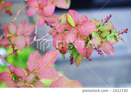 Leaves and leaves of leeky brown leaves in early summer 2822192