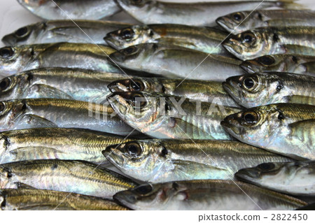 Horse mackerel	 Horse mackerel	 2822450