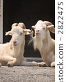 A couple's goat A couple's goat 2822475