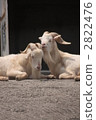 A couple's goat A couple's goat 2822476