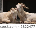 A couple's goat A couple's goat 2822477