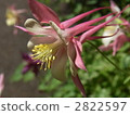 Odamaki 2822597