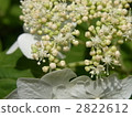Yamah hydrangea 2822612