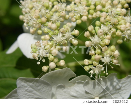Yamah hydrangea 2822612