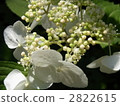 Yamah hydrangea 2822615