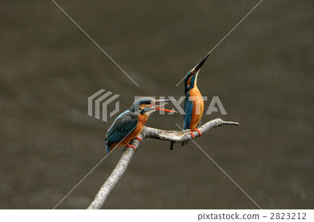 金魚餵養 2823212