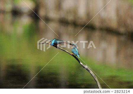 金魚餵養 2823214