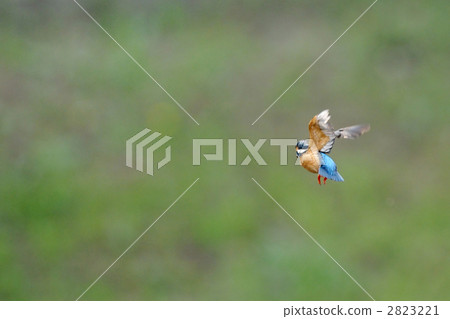 懸停翠鳥 2823221