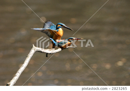 翠鳥的求愛 2823265