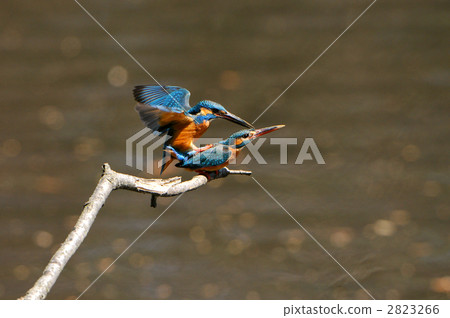 Kingfisher's courtship 2823266