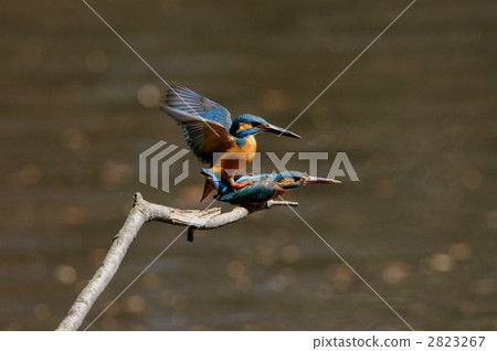 翠鳥的求愛 2823267