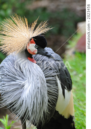 White-crowned crane 2823456