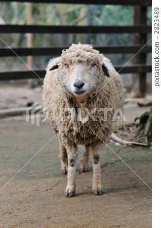 Sheep's portrait Sheep's portrait 2823489