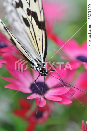 A paradise of a butterfly A paradise of a butterfly 2823490