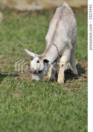Portrait of child goat Portrait of child goat 2823491