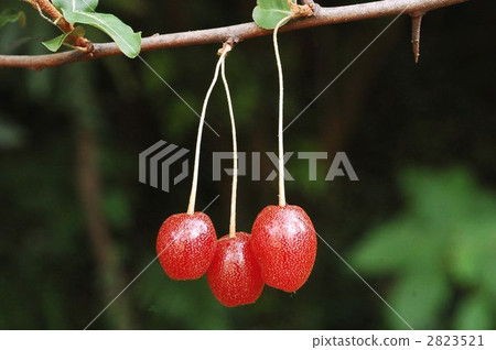 Nutsumi(水果) Nutsumi(水果) 2823521