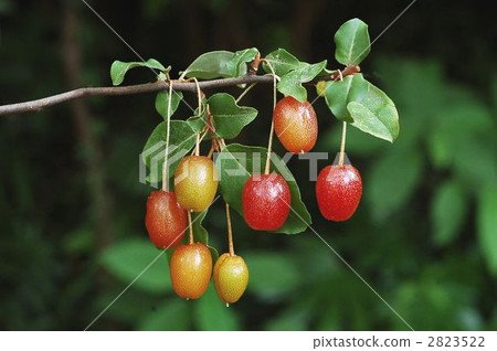 Nutsumi（水果） 2823522