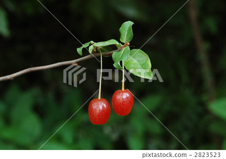 Nutsumi（水果） 2823523