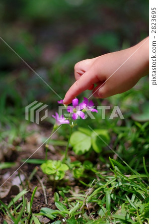 Suishi (Murasaki Katabi) and hands of children Suishi (Murasaki Katabi) and hands of children 2823695