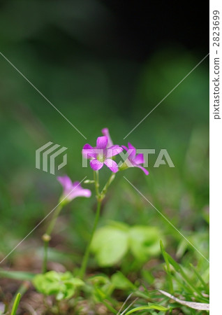 Shuigata（Murasaki Kabaki） 2823699