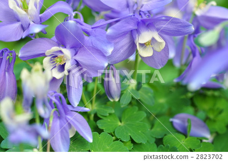 fan columbine, aquilegia flabellata, bloom 2823702