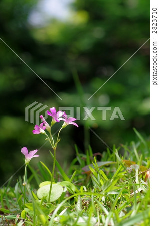 圖庫照片: 綠色背景 酢漿草科 小花