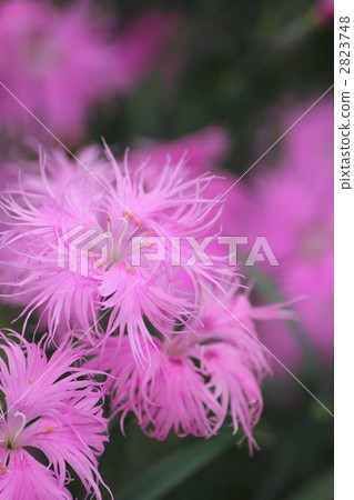 Kawaranadeshiko 2823748