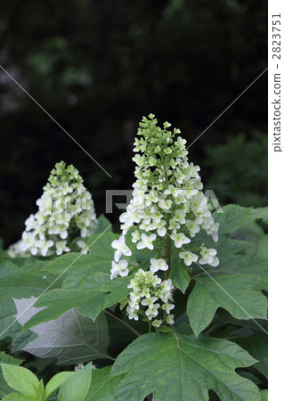 Kashiwaba繡球花 2823751