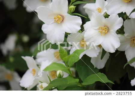 Baikutsugi (Bell Etoile) sideways Baikutsugi (Bell Etoile) sideways 2823755