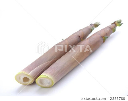 Bamboo shoot Bamboo shoot 2823780