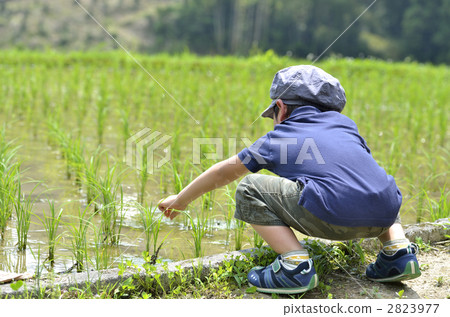Rice field 2823977