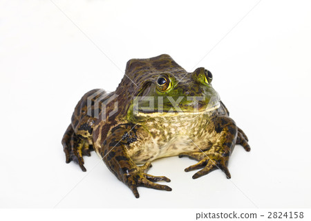 美國牛蛙 青蛙 兩棲的 2824158