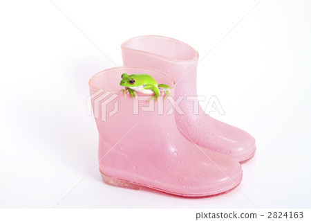 綠蛙 樹蛙 森林綠樹蛙 2824163