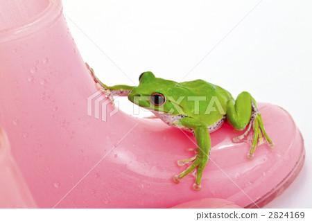 green frog, rhacophorus arboreus, forest green tree frog 2824169