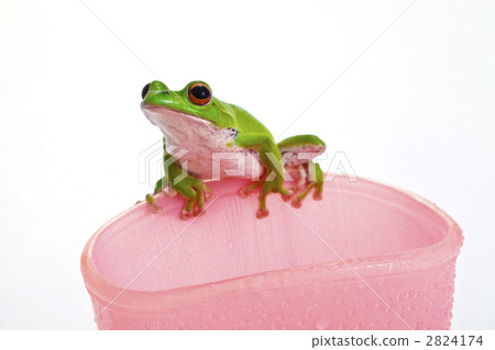 綠蛙 樹蛙 森林綠樹蛙 2824174