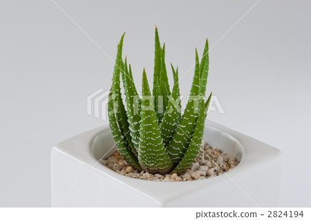 十二個多肉植物 2824194